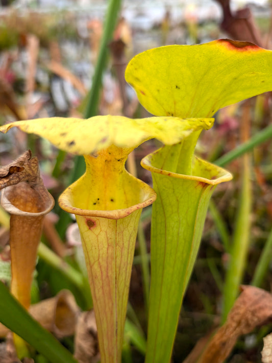 Sarracenia „Orangina Glow“