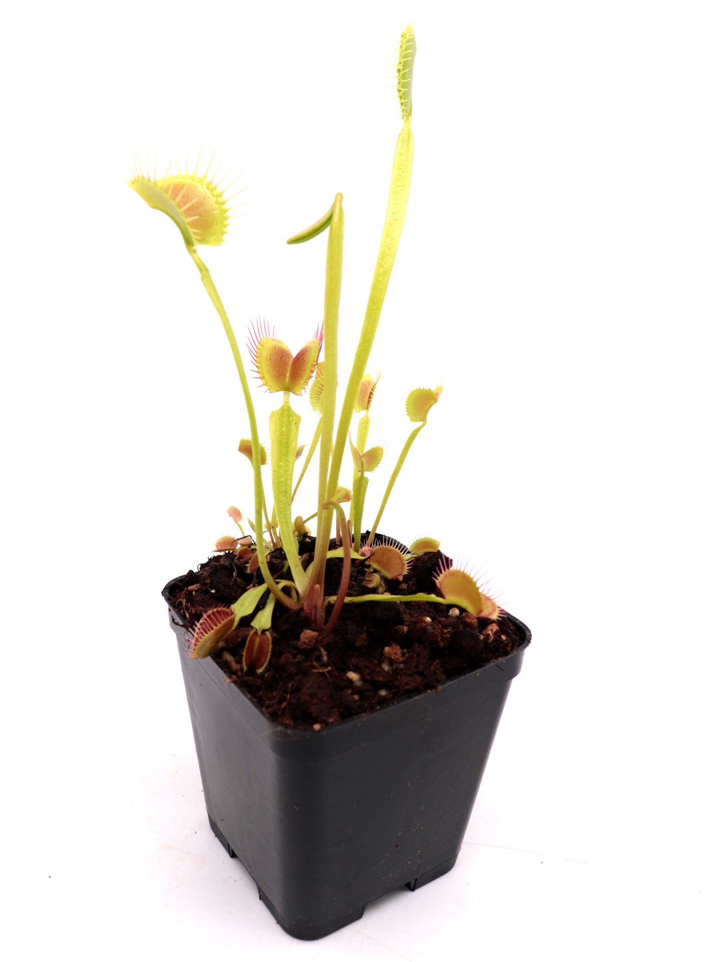 Dionaea muscipula "Orangutan"