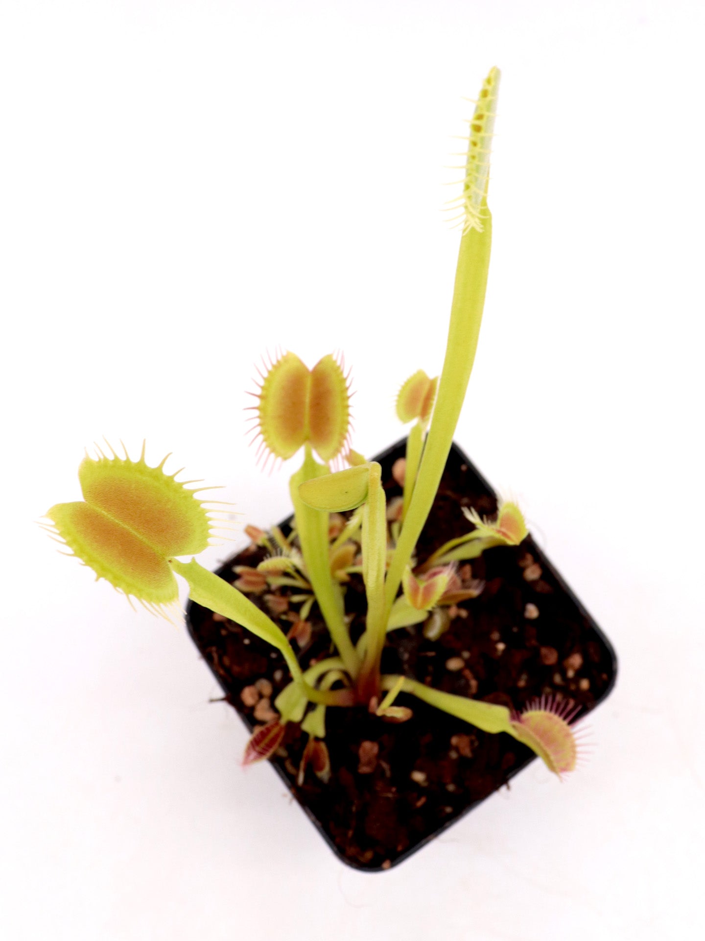 Dionaea muscipula "Orangutan"