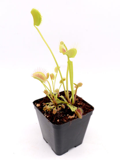 Dionaea muscipula "Orangutan"