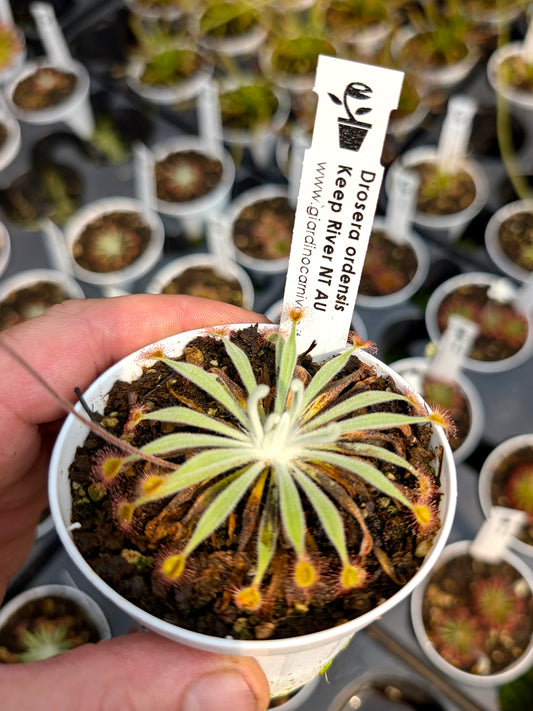 Drosera ordensis Keep river, Northern Territory, AU