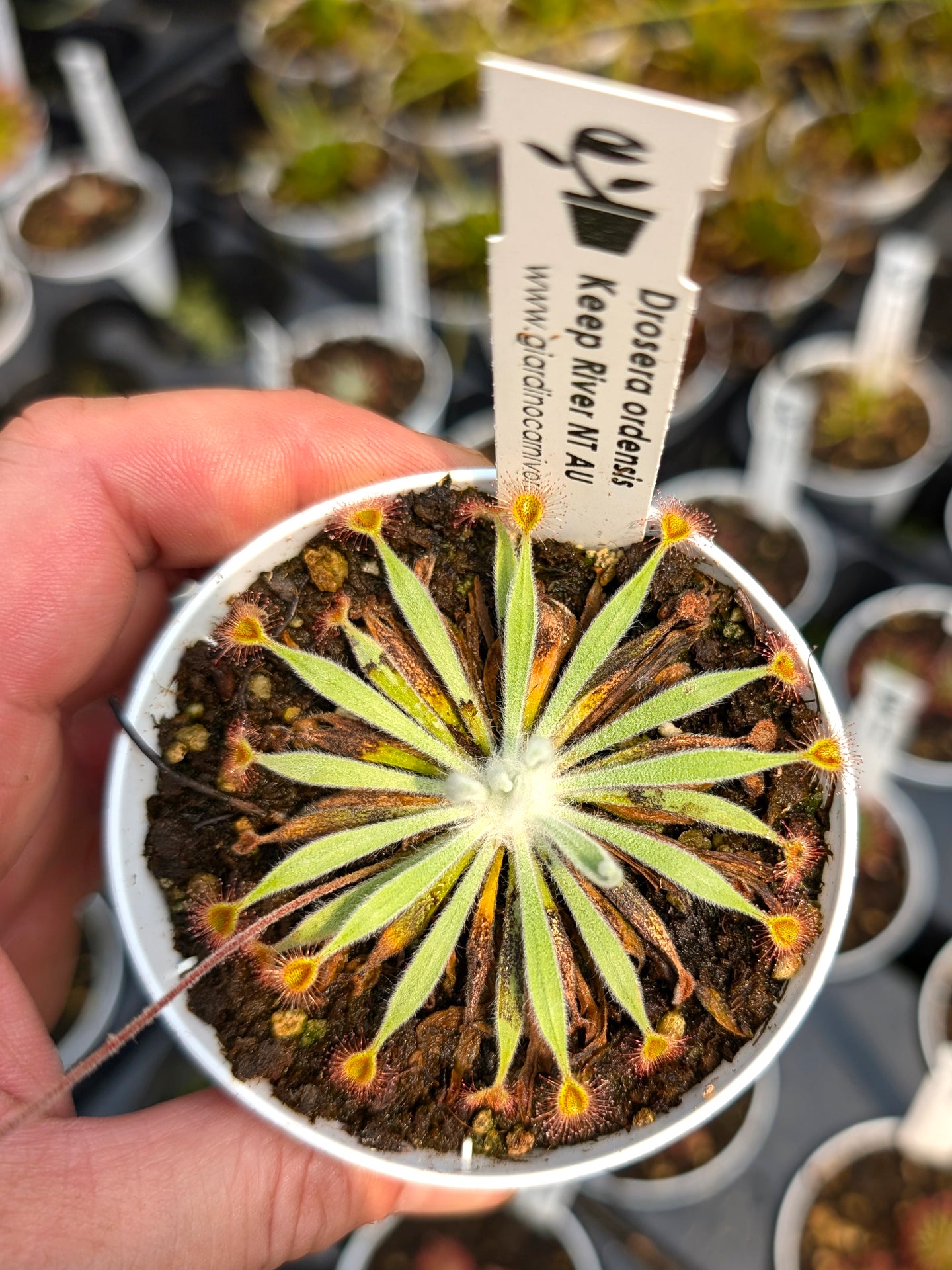 Drosera ordensis Keep river, Northern Territory, AU