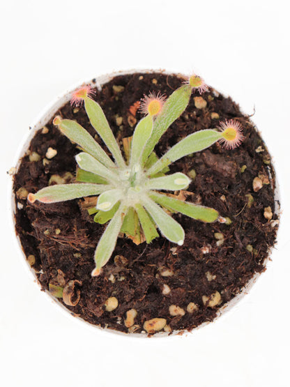 Drosera ordensis Lake Argyle Road, Kimberley, AU