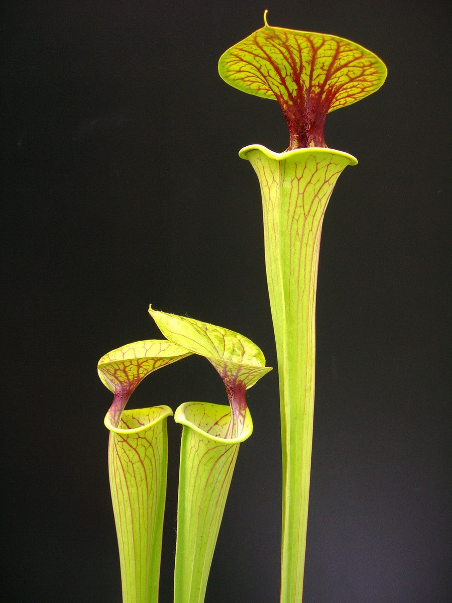 Sarracenia flava var. dekorierter F123 MK North Carolina