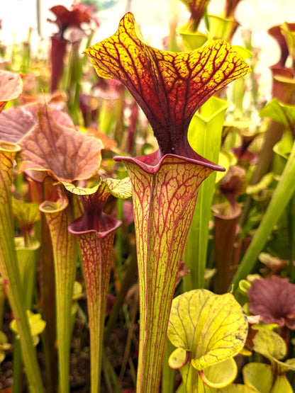 Sarracenia flava var. ornata  Apalachicola National Park  (Alexa)