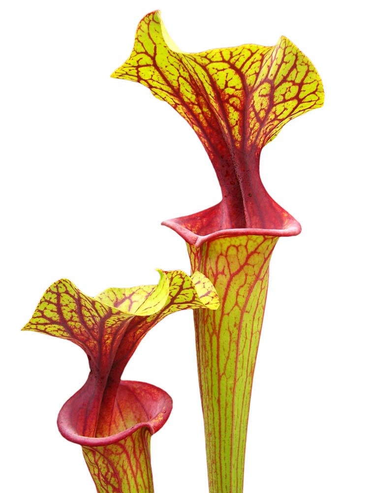 Sarracenia flava var. ornata  Apalachicola National Park  (Alexa)