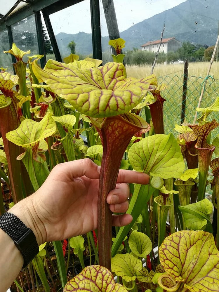 Sarracenia flava var. adorned "Giant lid" Srba