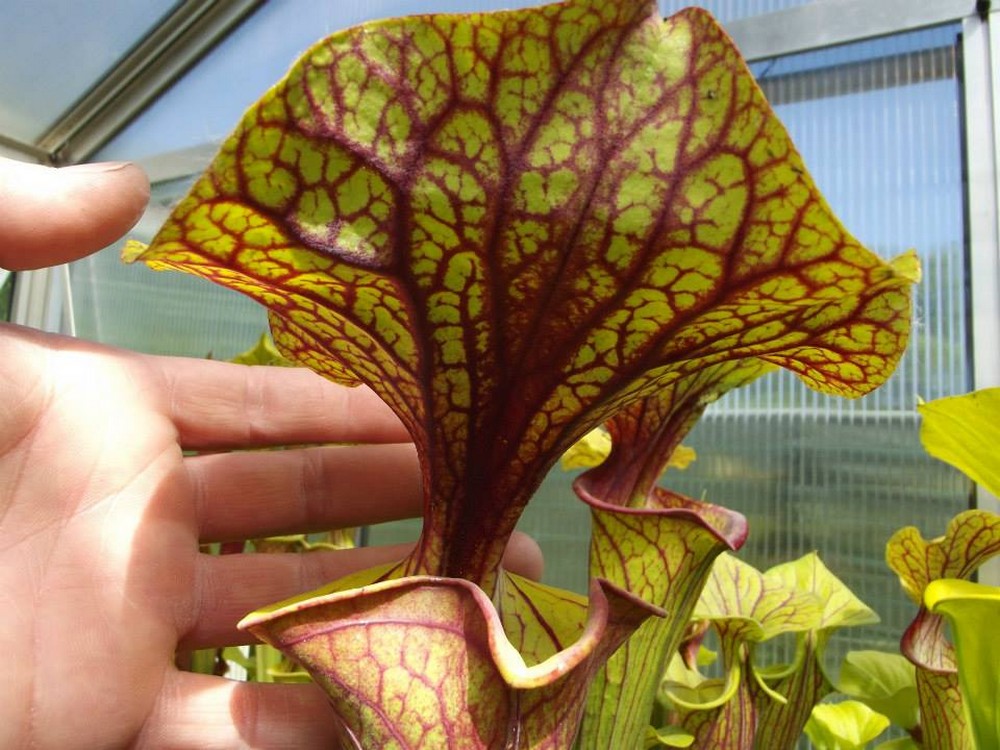 Sarracenia flava var. adorned "Giant lid" Srba