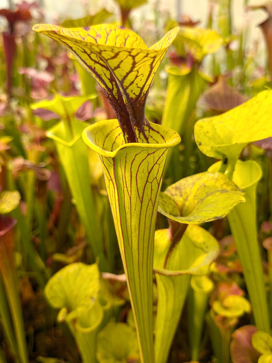 Sarracenia flava var. adorned "Golden"