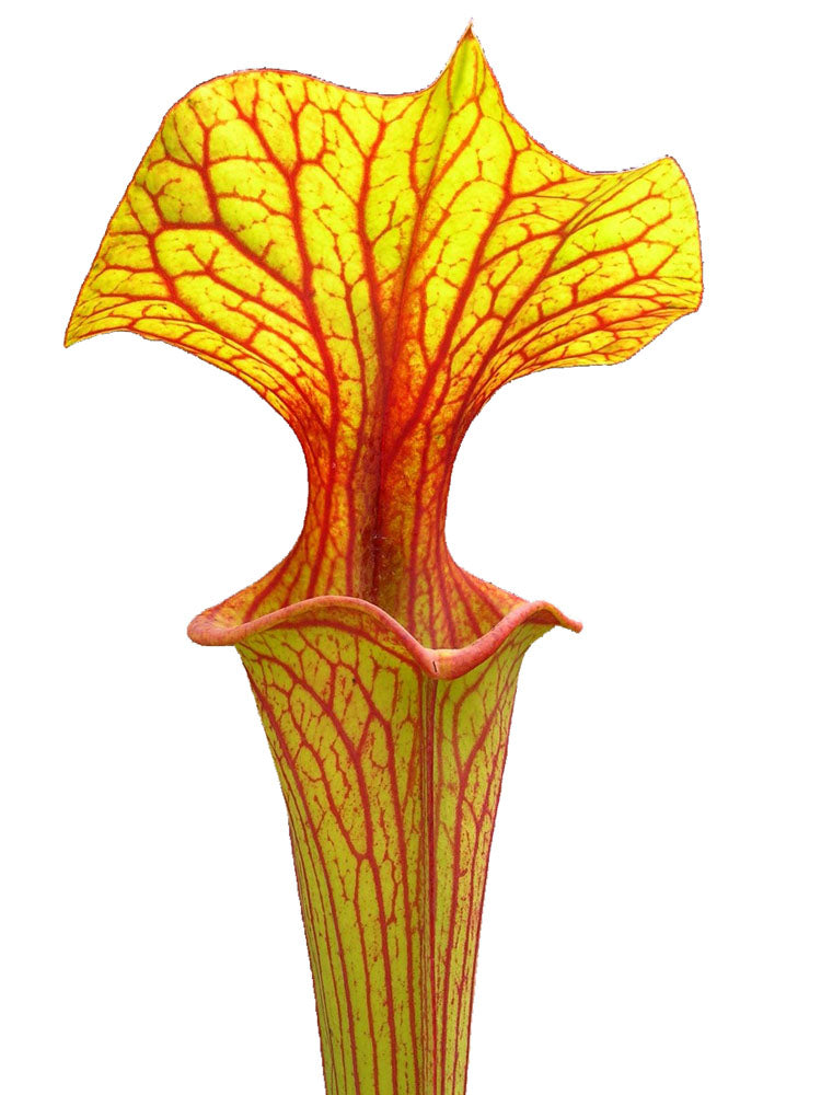 Sarracenia flava var. ornata Apalachicola-Nationalpark (Ermacora)