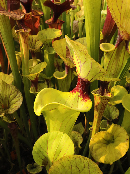 Sarracenia flava var. verziert (Potterton &amp; Martin)