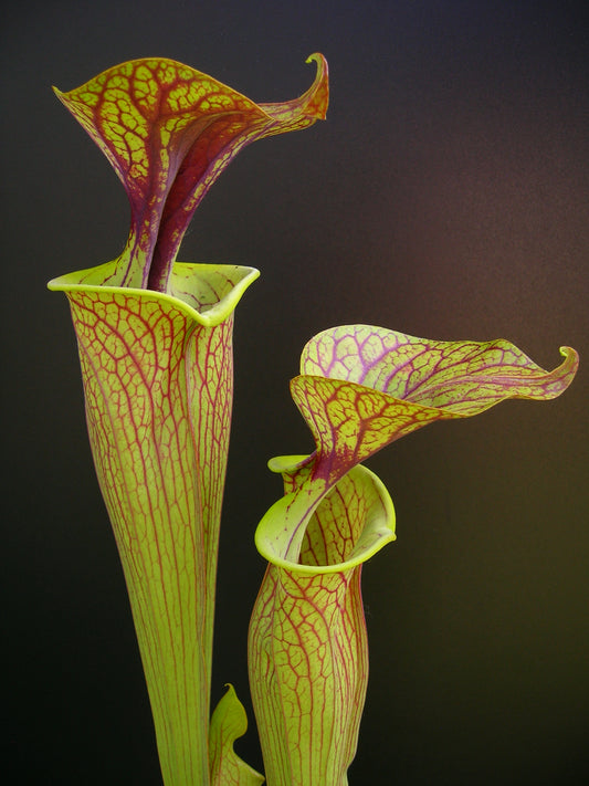 Sarracenia flava var. ornata Sandy Creek Road  P.W.