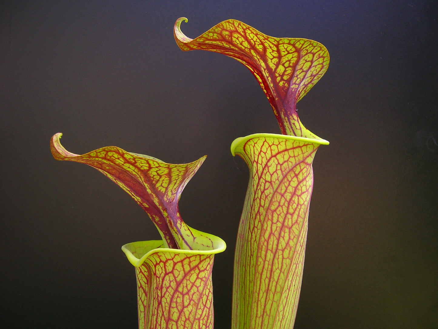 Sarracenia flava var. ornata Sandy Creek Road PW