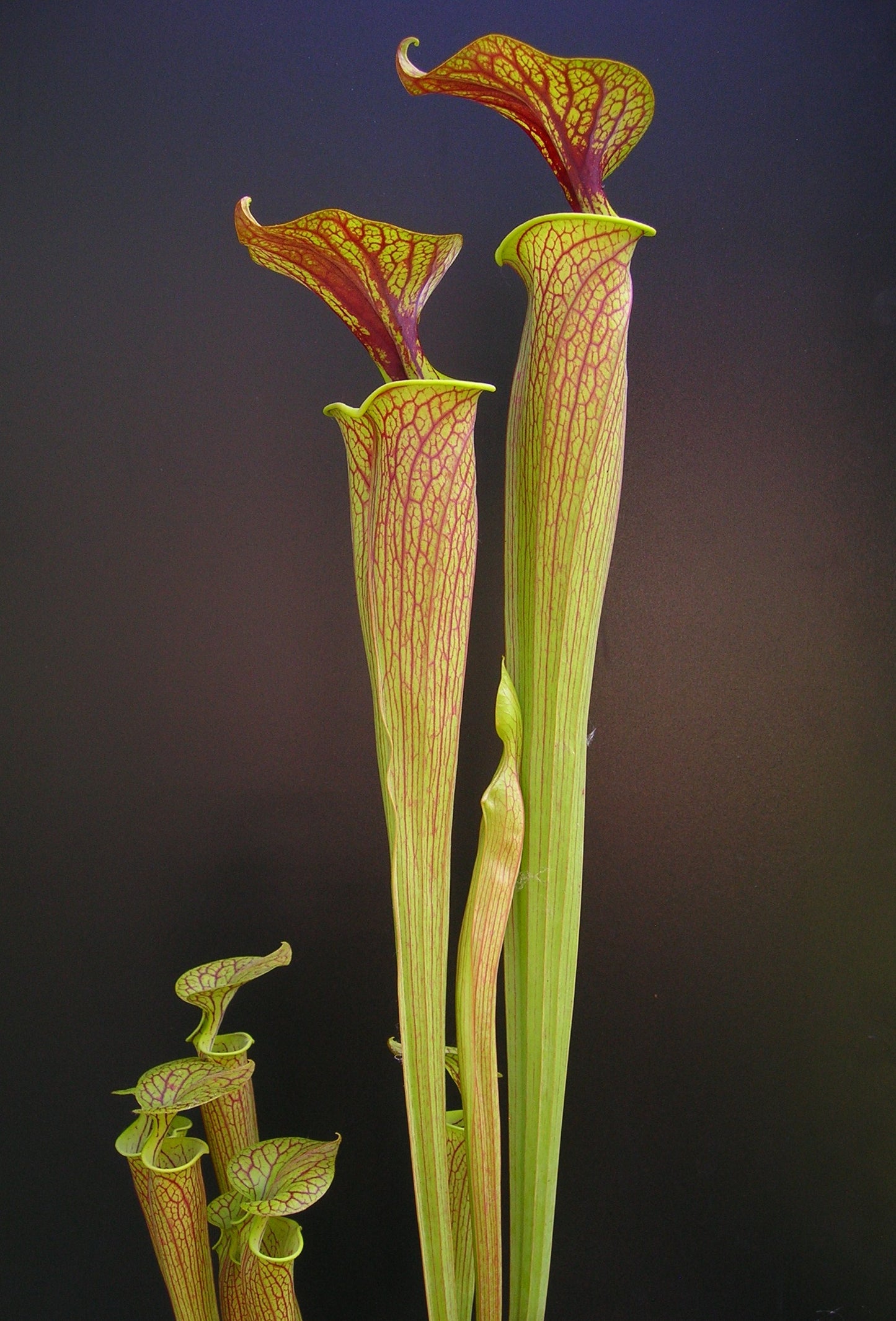 Sarracenia flava var. ornata Sandy Creek Road PW