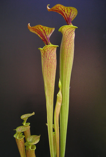 Sarracenia flava var. ornata Sandy Creek Road PW