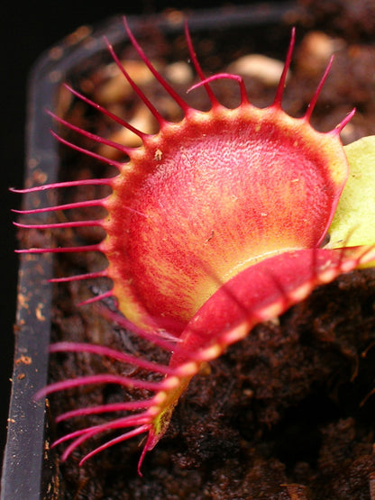 Dionaea muscipula "Paradisia"