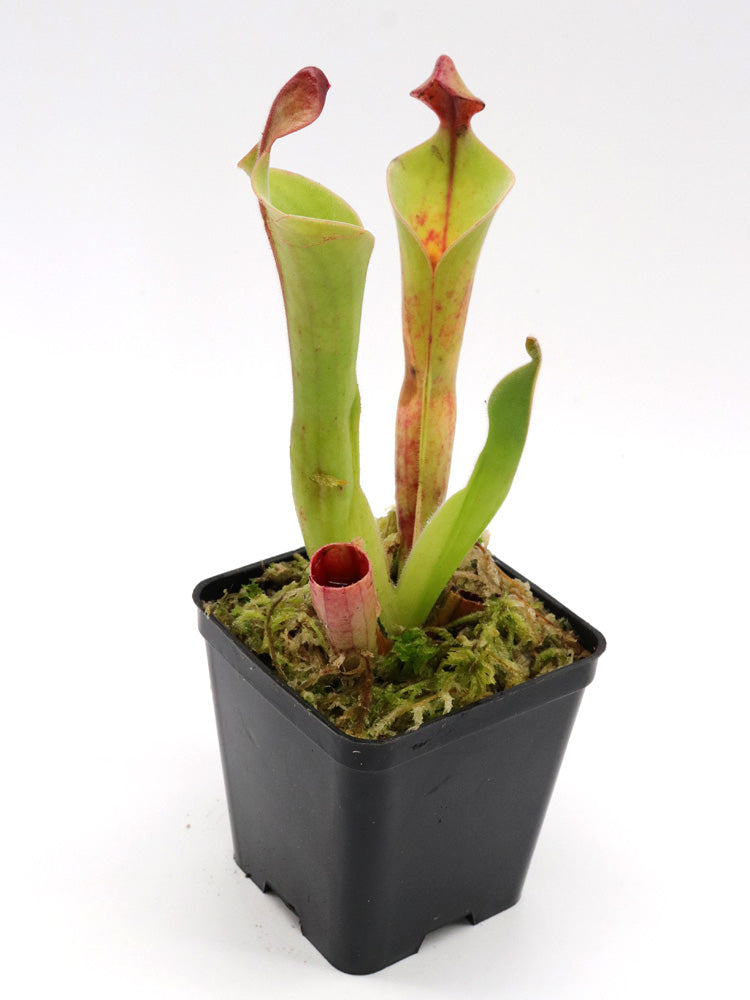 Heliamphora parva Klon 08/02 x Godzilla