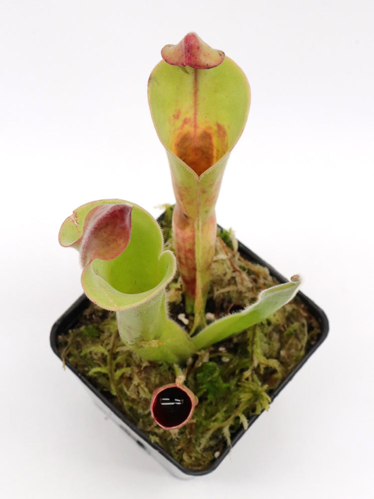 Heliamphora parva Klon 08/02 x Godzilla