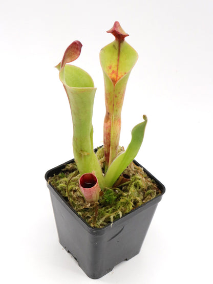 Heliamphora parva Klon 08/02 x Godzilla