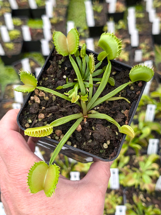 Dionaea muscipula "Payara"