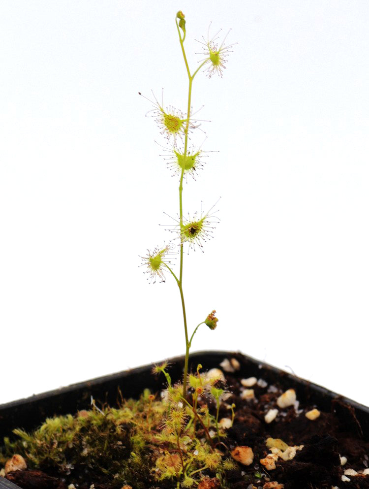 Drosera peltata Sajio-Cho, Higashihiroshima, Japan