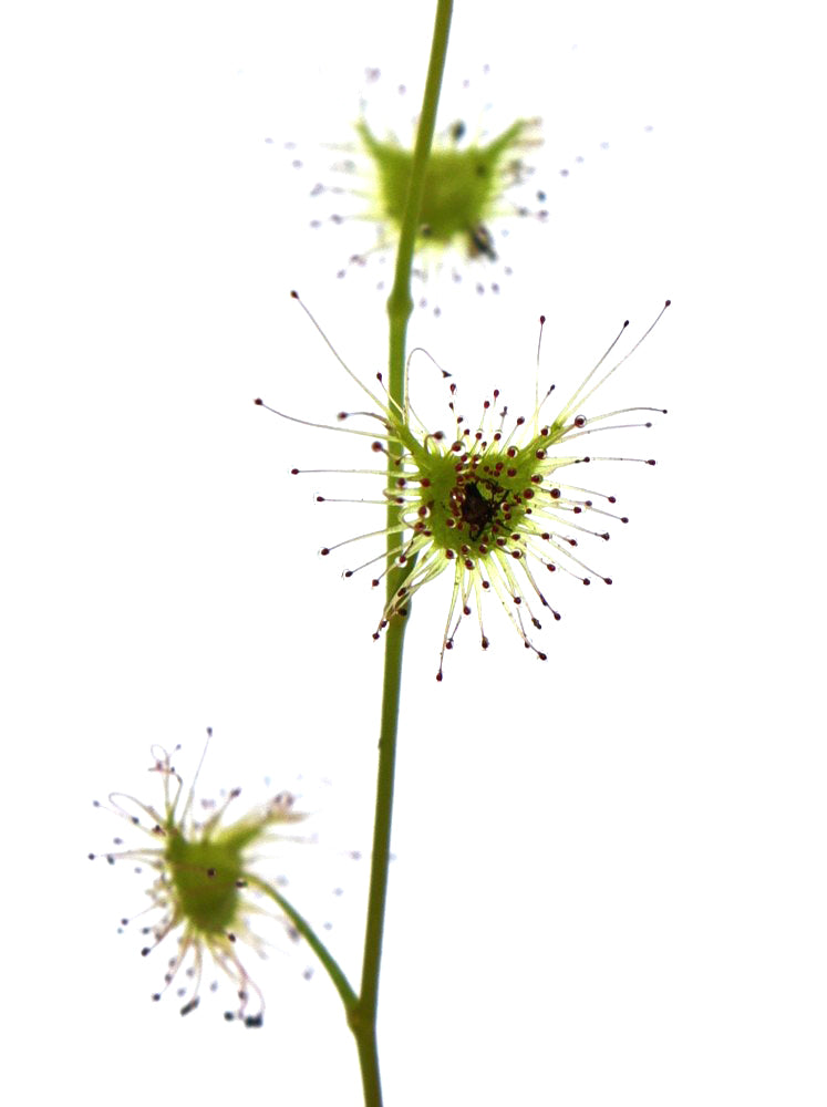 Drosera peltata  Mt. Tricora, New Guinea