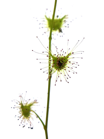 Drosera peltata Sajio-Cho, Higashihiroshima, Japan