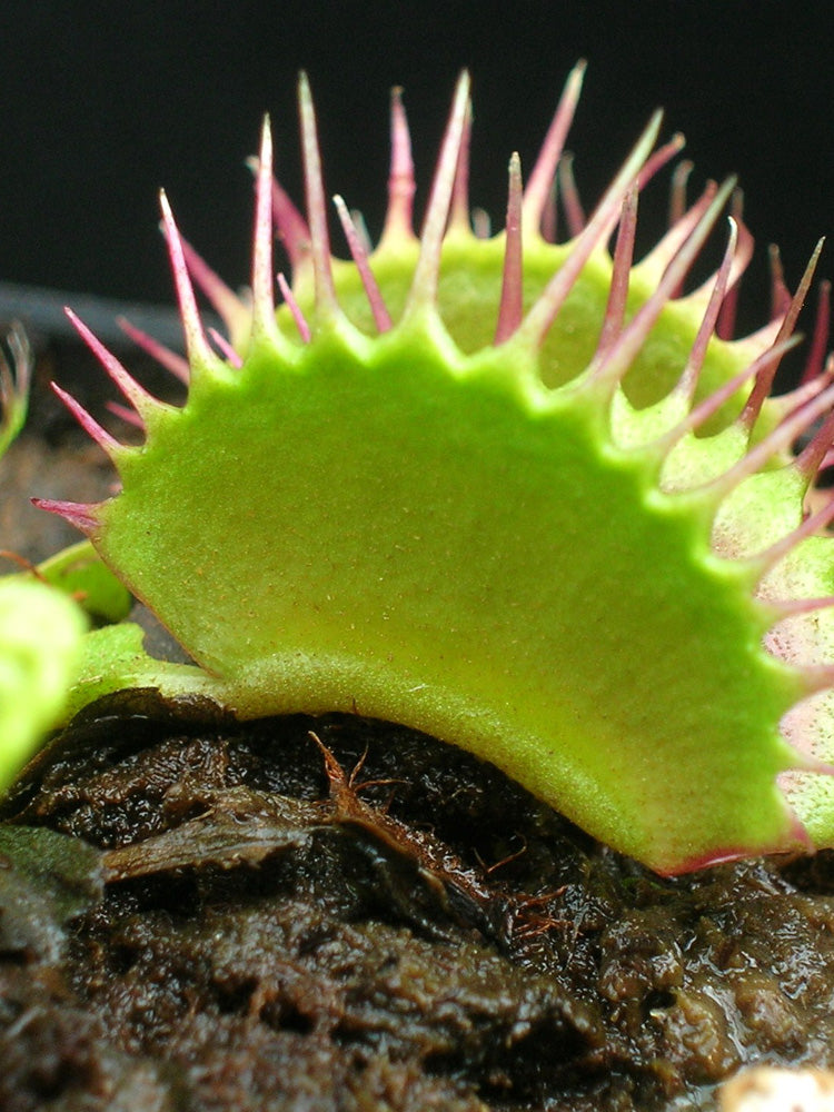 Dionaea muscipula "Pet teeth"