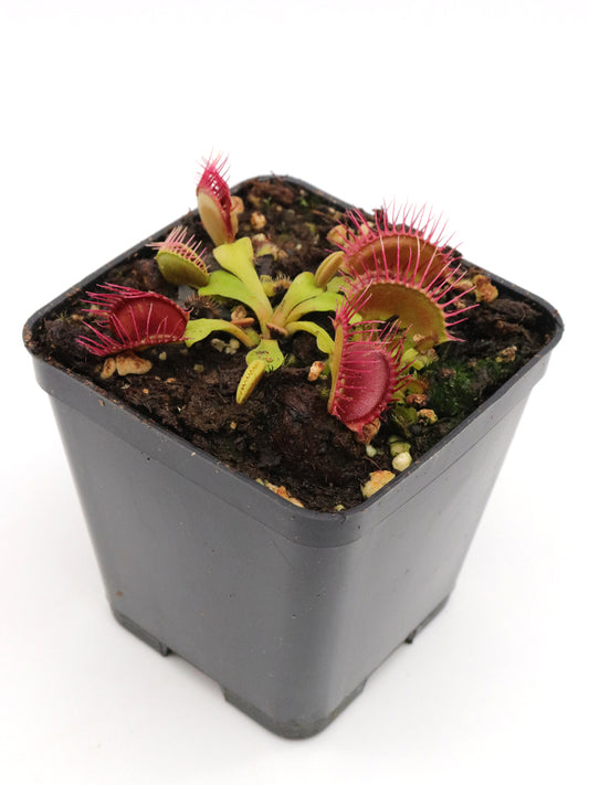 Dionaea muscipula 'Phalanx'