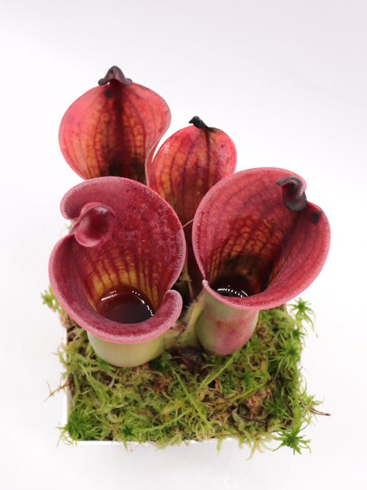 Heliamphora minor var. pilosa x Macdonaldae