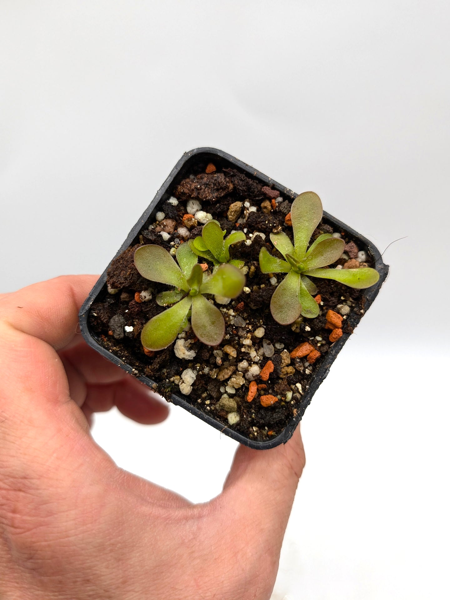 Pinguicula CV 'BCP Crystal'