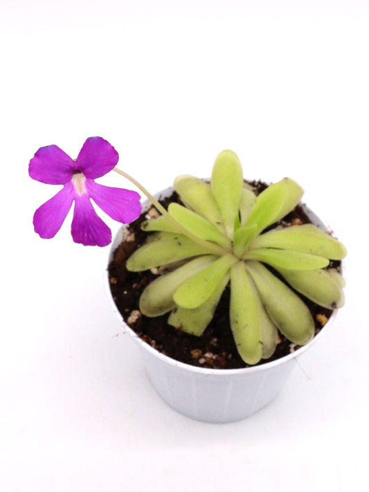 Pinguicula x "Anna"