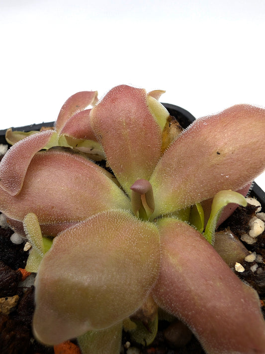 Pinguicula cv 'Marciano'