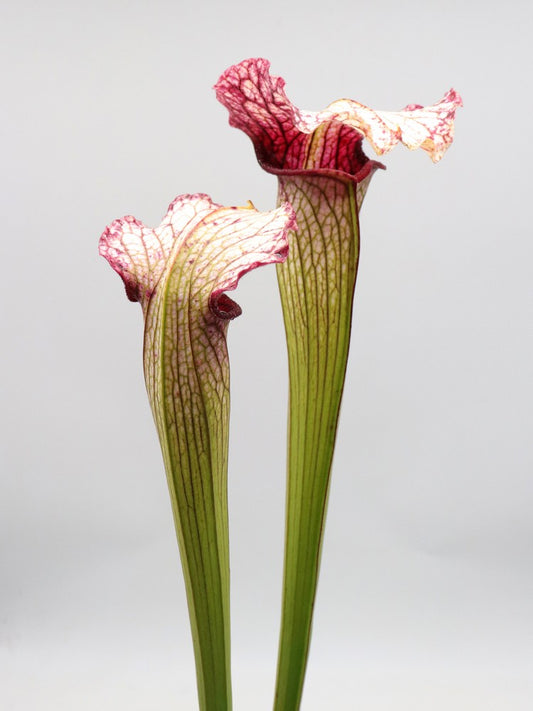 Sarracenia 'Pink Eye'