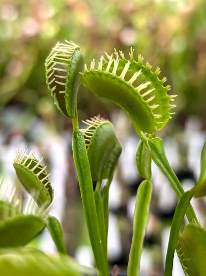 Dionaea muscipula "Plumechon"