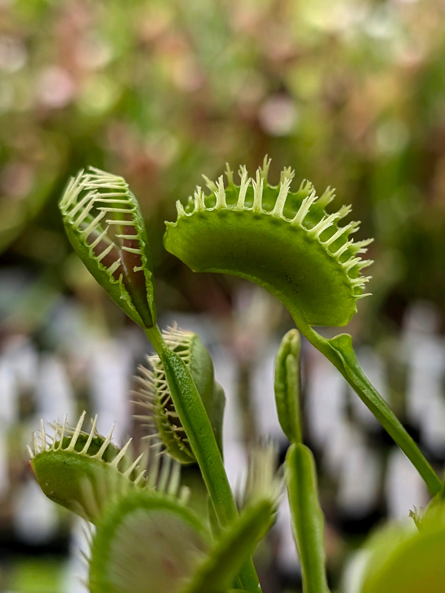 Dionaea muscipula "Plumechon"