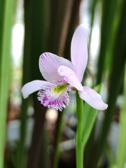 Pogonia ophioglossoides