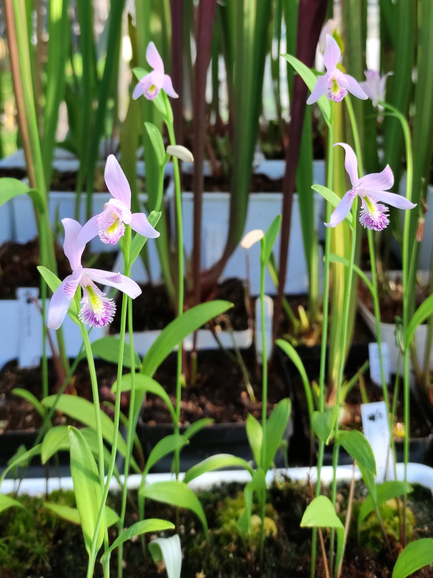 Pogonia ophioglossoides