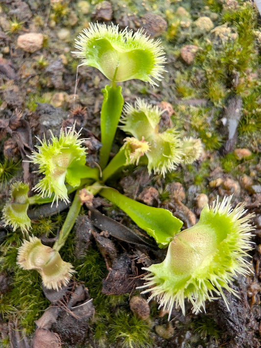 Dionaea muscipula Fauchard