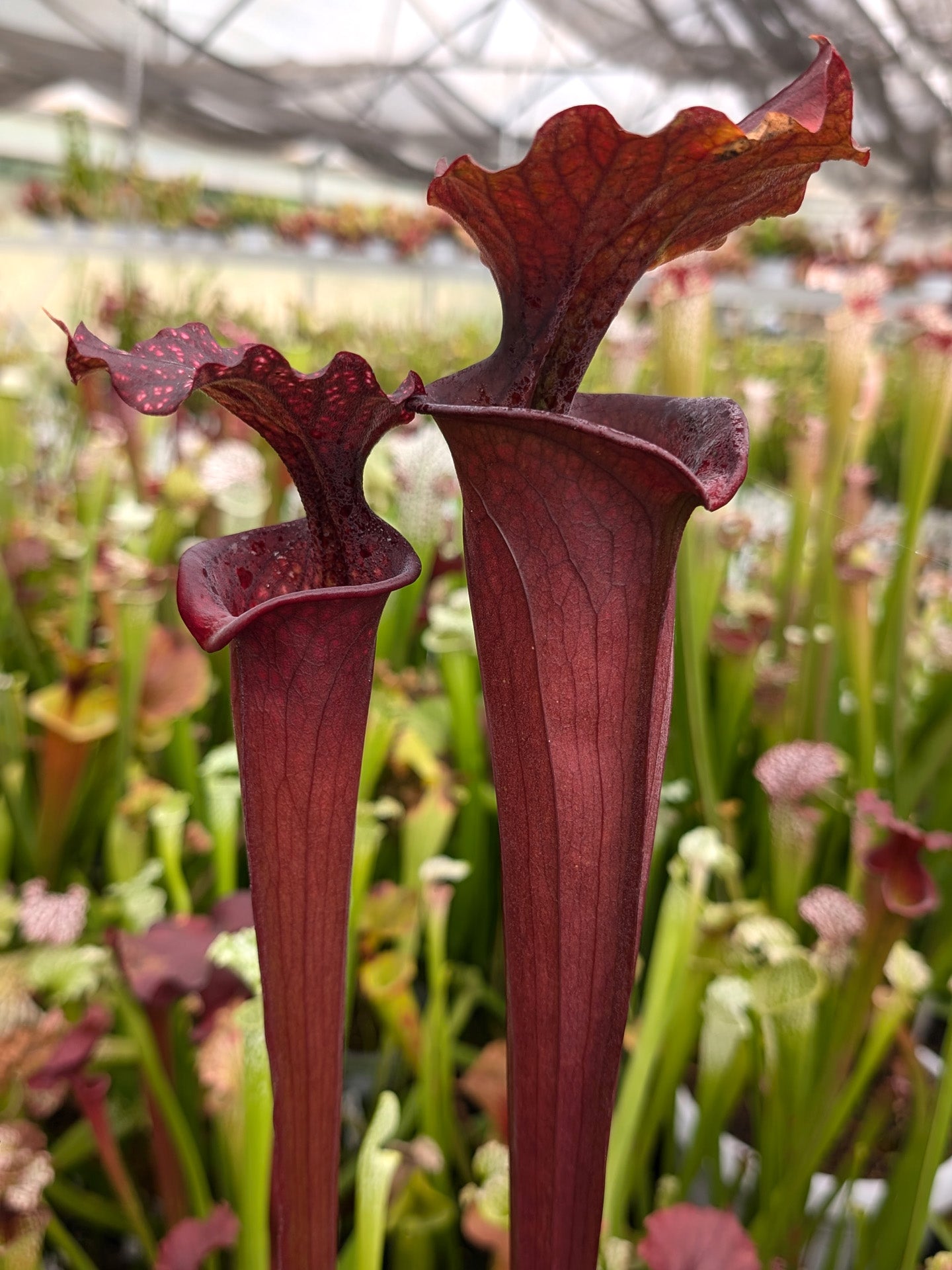 Sarracenia "Profondo Rosso"