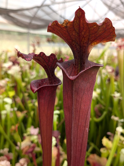 Sarracenia "Profondo Rosso"