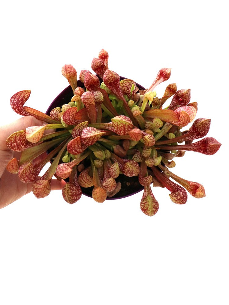 Sarracenia psittacina con bordatura di sfagno vivo