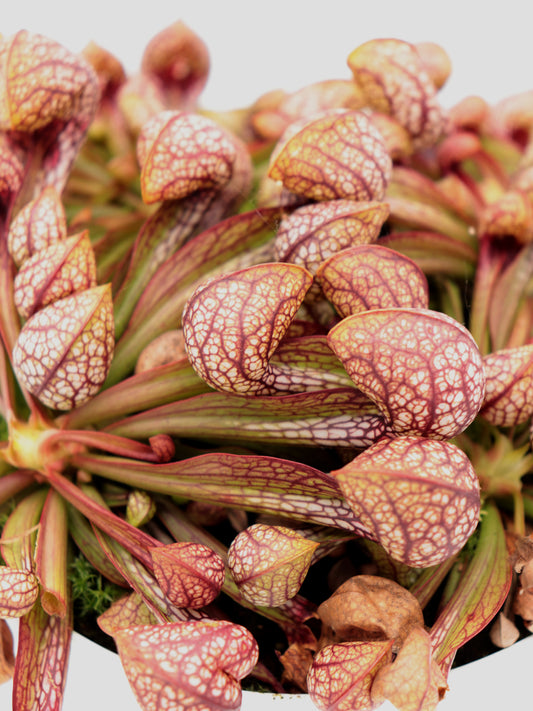 Sarracenia psittacina  Crestview FL