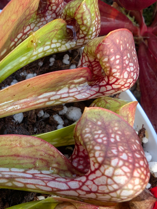 Sarracenia psittacina Splinter Hill Bog Preserve