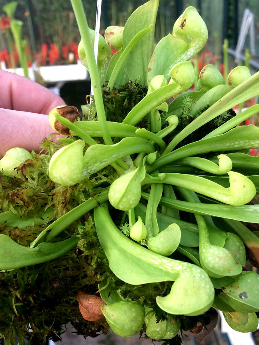 Sarracenia psittacina f. heterophylla