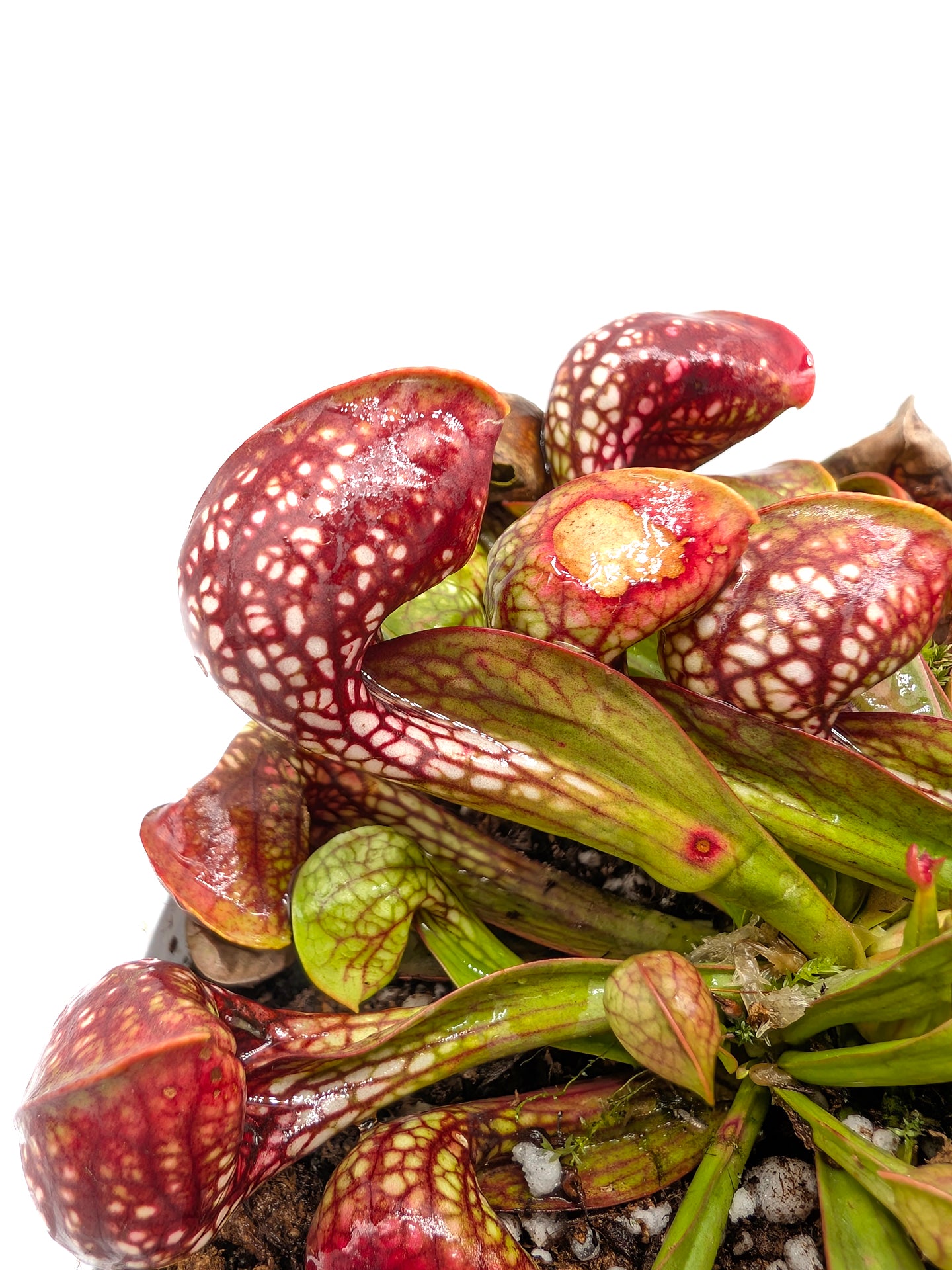 Sarracenia psittacina Bear Lake, BlackWater State Forest Reserve