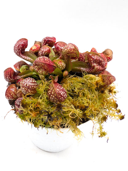 Sarracenia psittacina Bear Lake, BlackWater State Forest Reserve