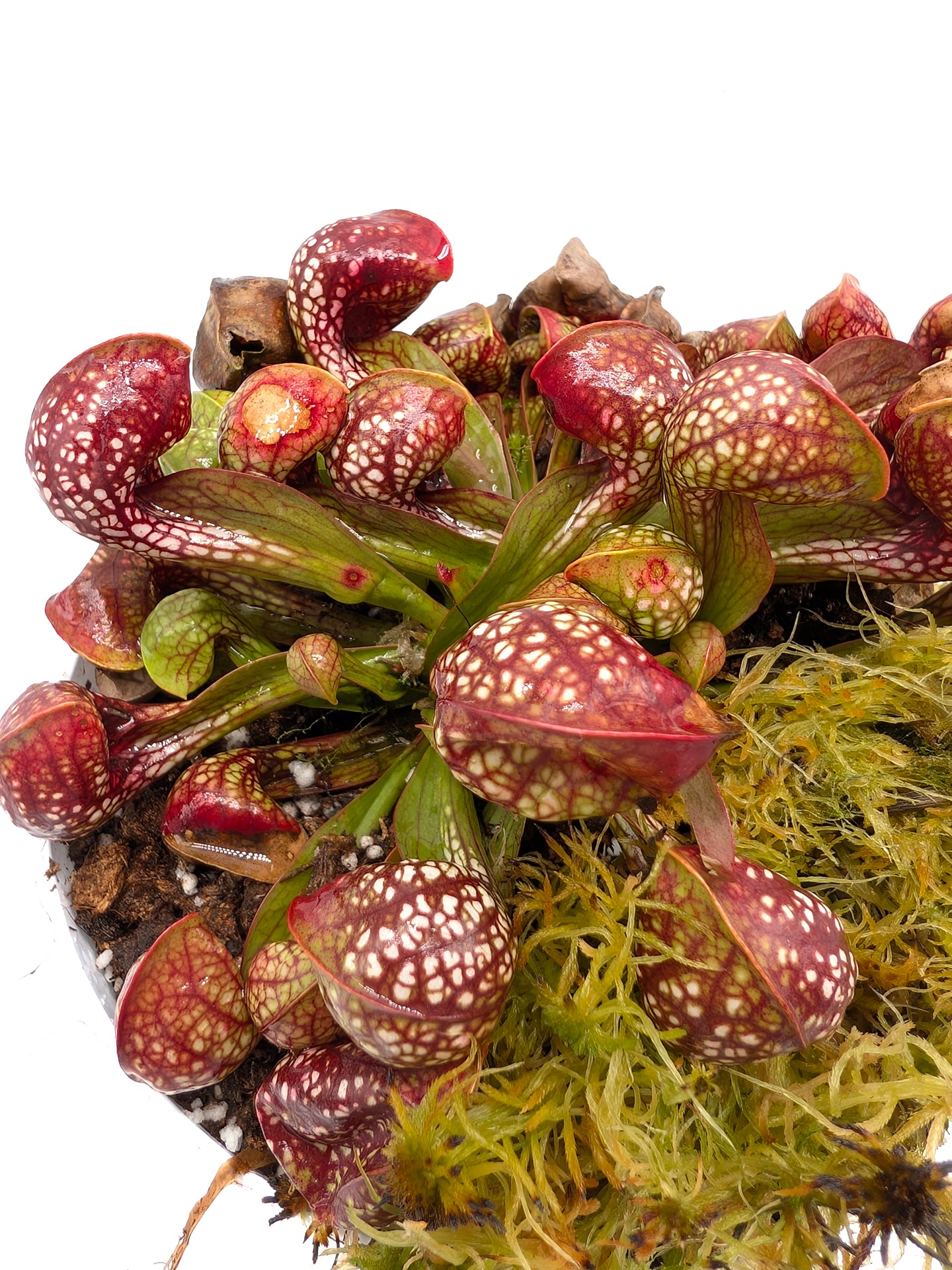 Sarracenia psittacina Bear Lake, BlackWater State Forest Reserve