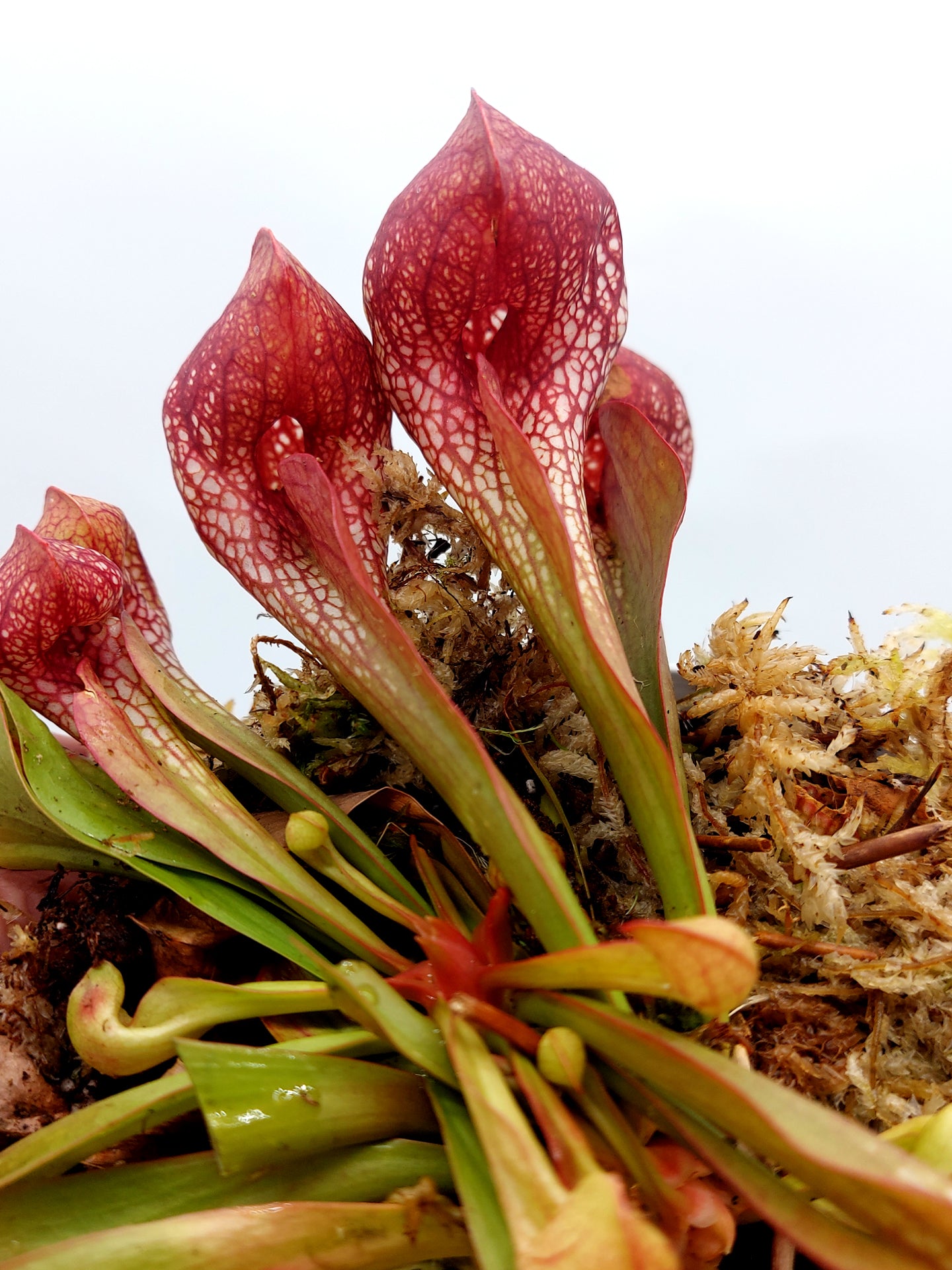 FRISCHE SAMEN von SARRACENIA PSITTACINA