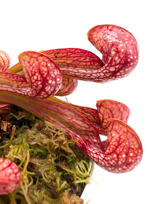 Sarracenia psittacina var. okefenokeensis Liberty Co. Sehr große Fallen